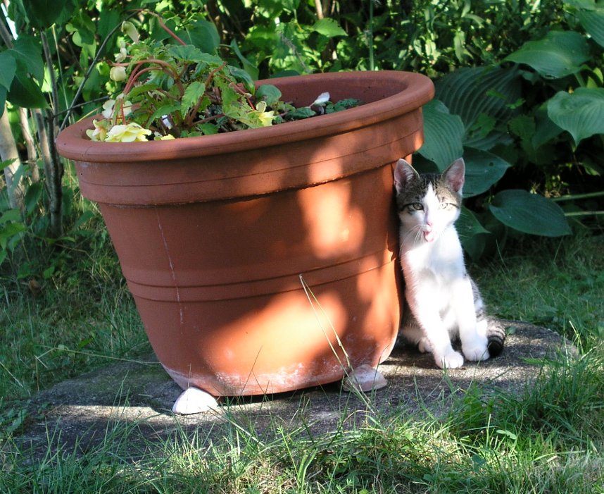 Ein ganz ein starker